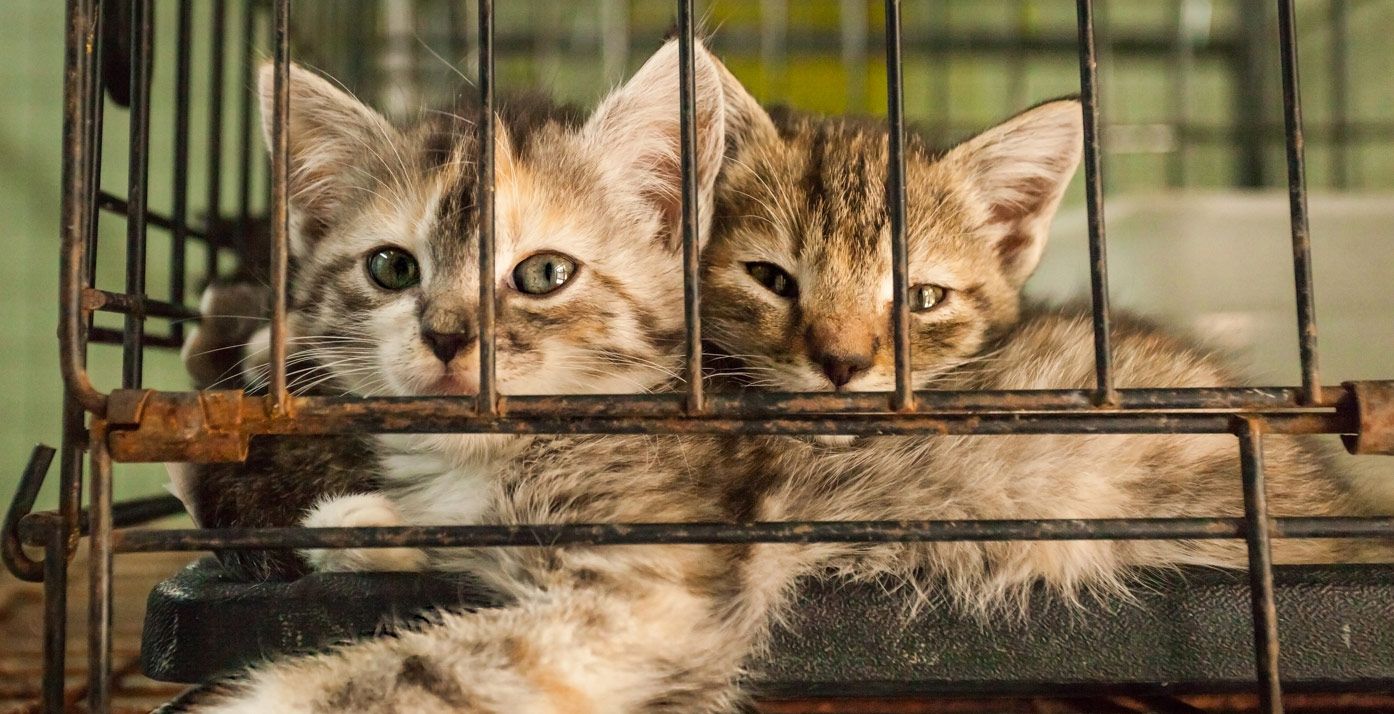 Two cats in cage at a humane society