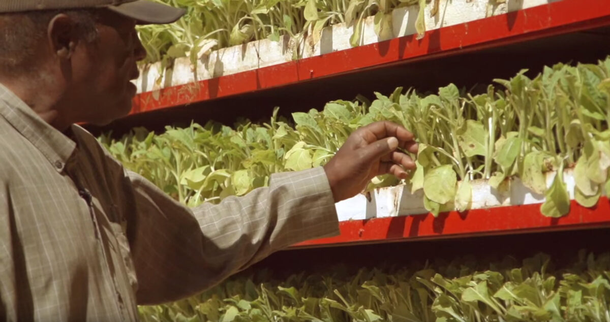 Stanley Hughes examining plants